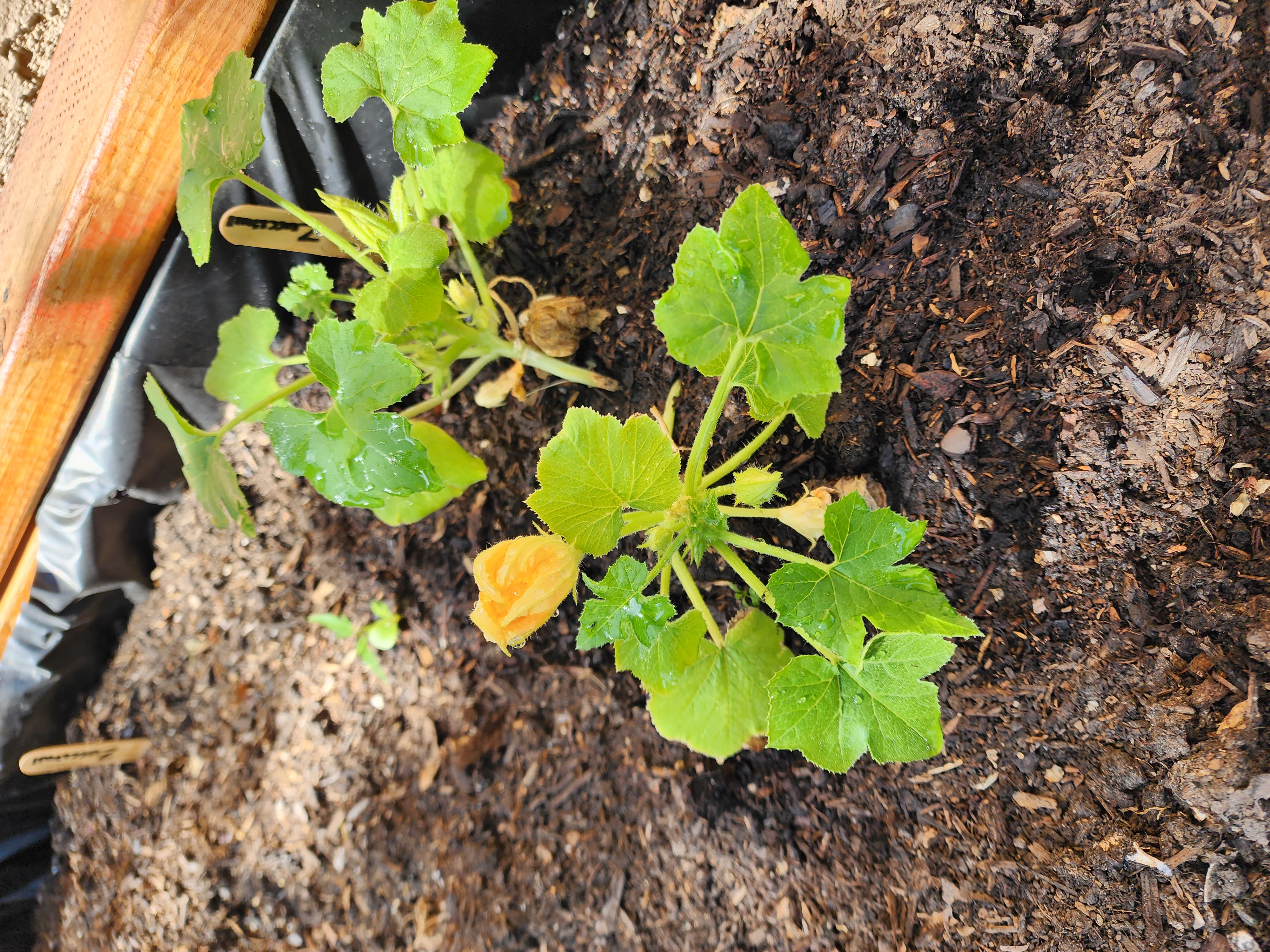 Photo of a gourd sprout in the planter box