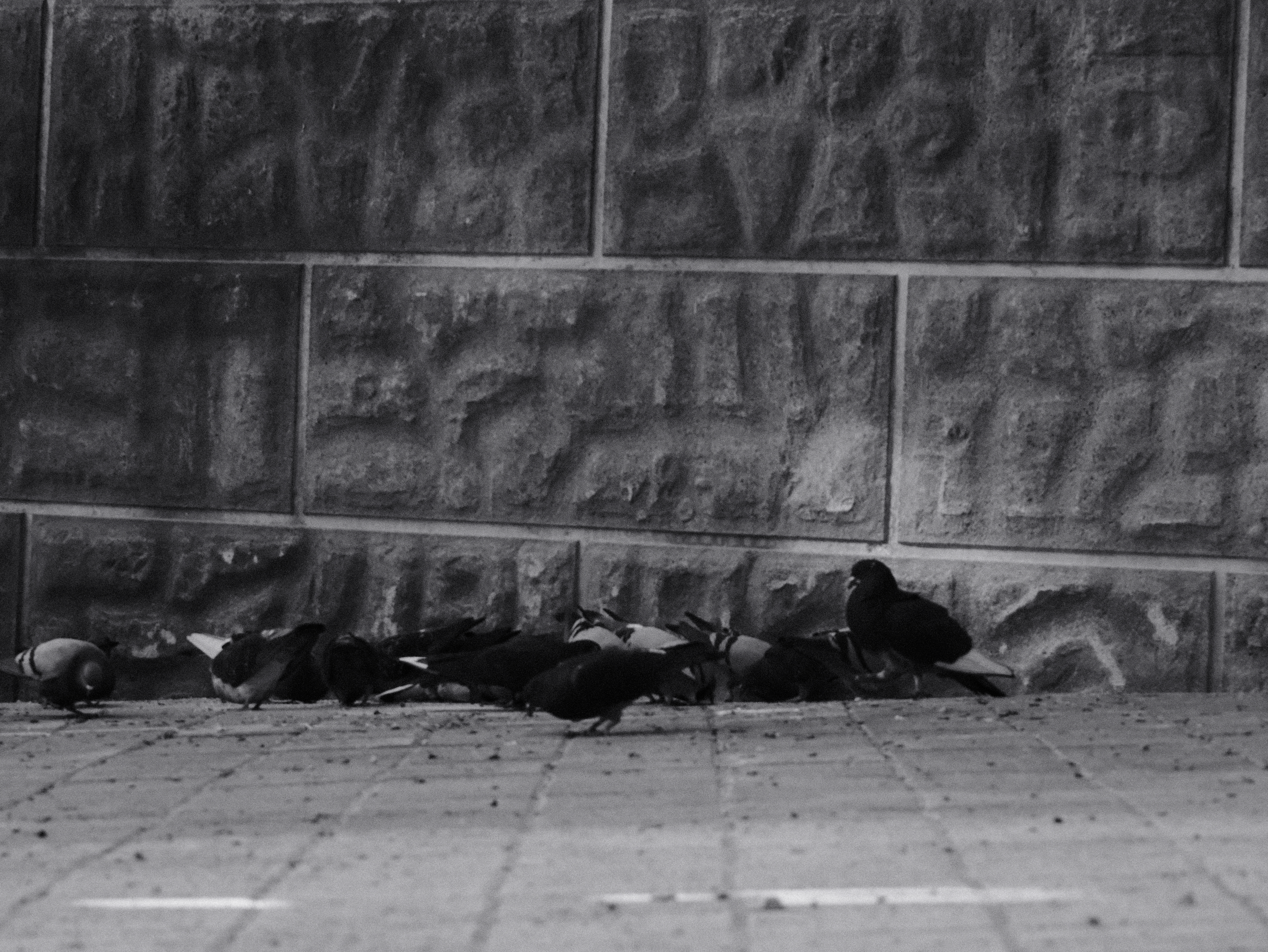 pigeon